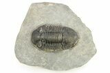 Detailed Paralejurus Trilobite Fossil - Atchana, Morocco #273389-3